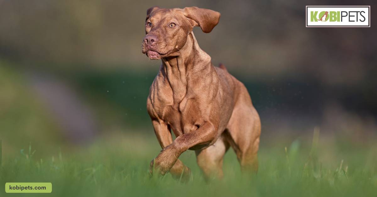Vizslas