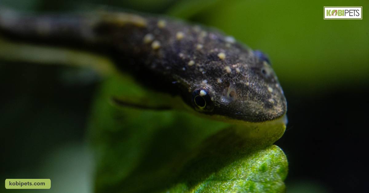 8 Things to Do After Your Aquarium Has Finished Cycling