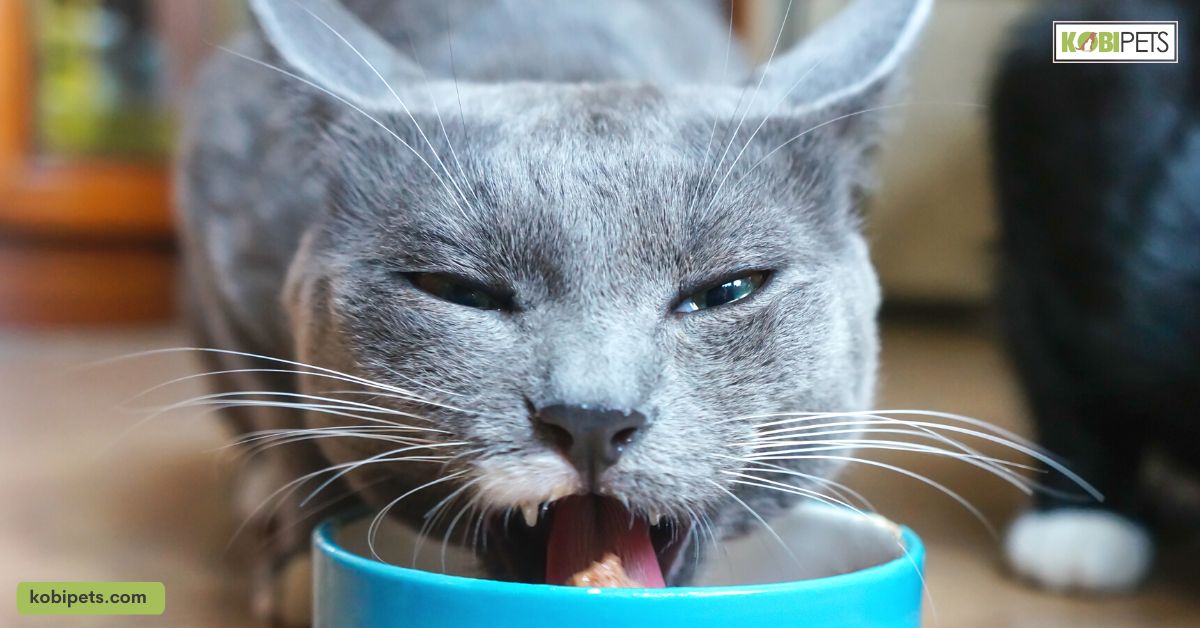 How Long Can Cats Go Without Food?