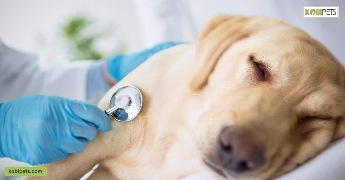 Heart Murmurs in Dogs