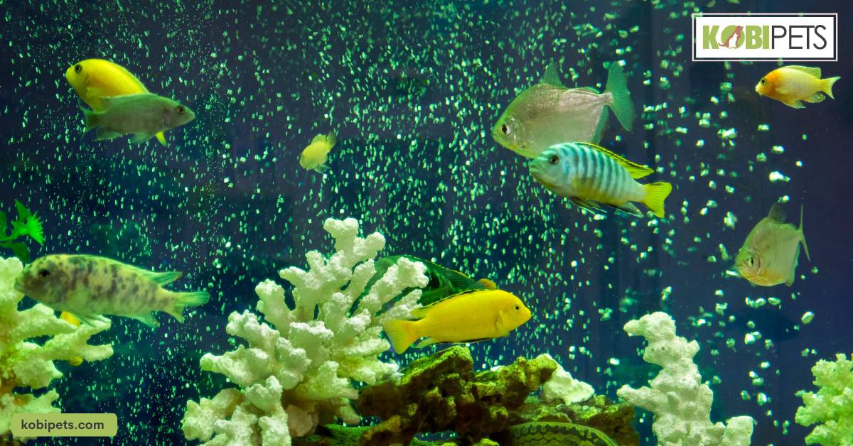 What is Algae?