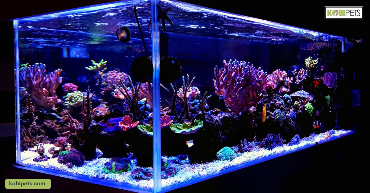 What Is the Nitrogen Cycling Process in a Saltwater Aquarium?