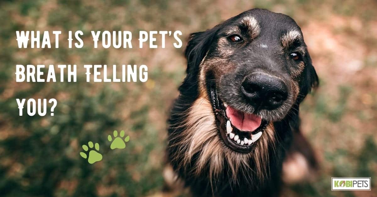 What Is Your Pet’s Breath Telling You?