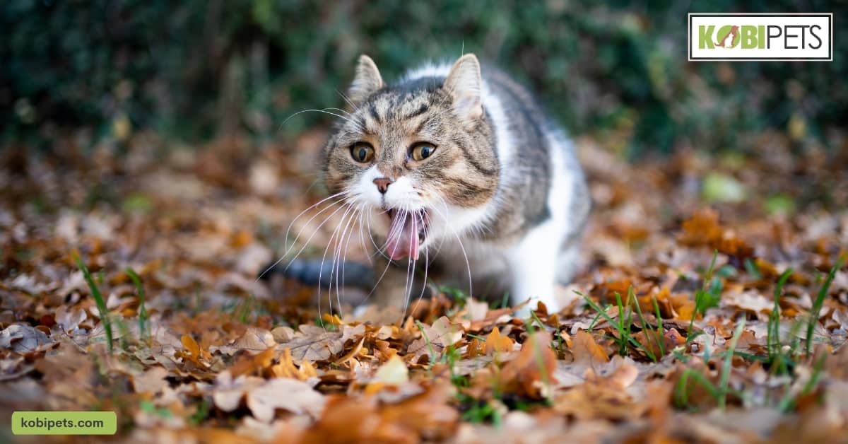 Why Is My Cat Throwing Up Water?