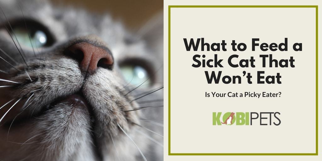 What to Feed a Sick Cat That Won’t Eat