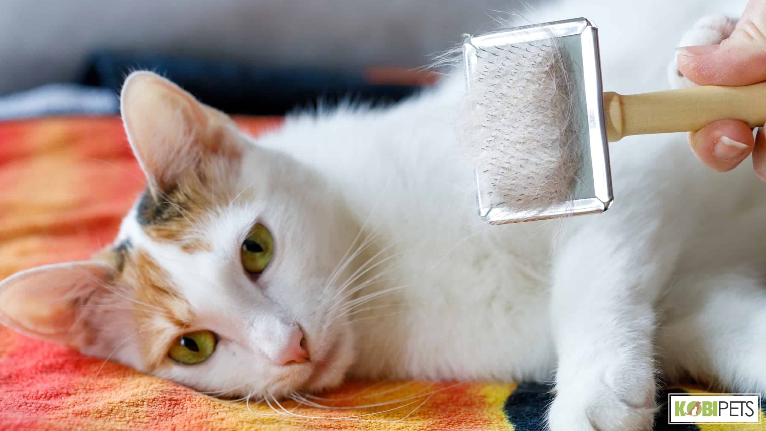 When to Brush Your Cat