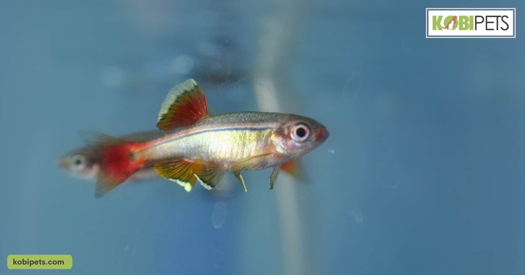 White Cloud Mountain Minnow