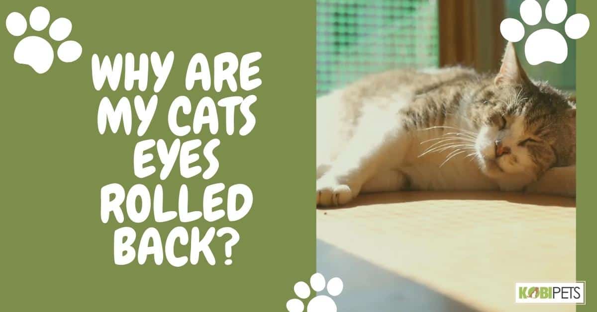 Why Are My Cats Eyes Rolled Back?