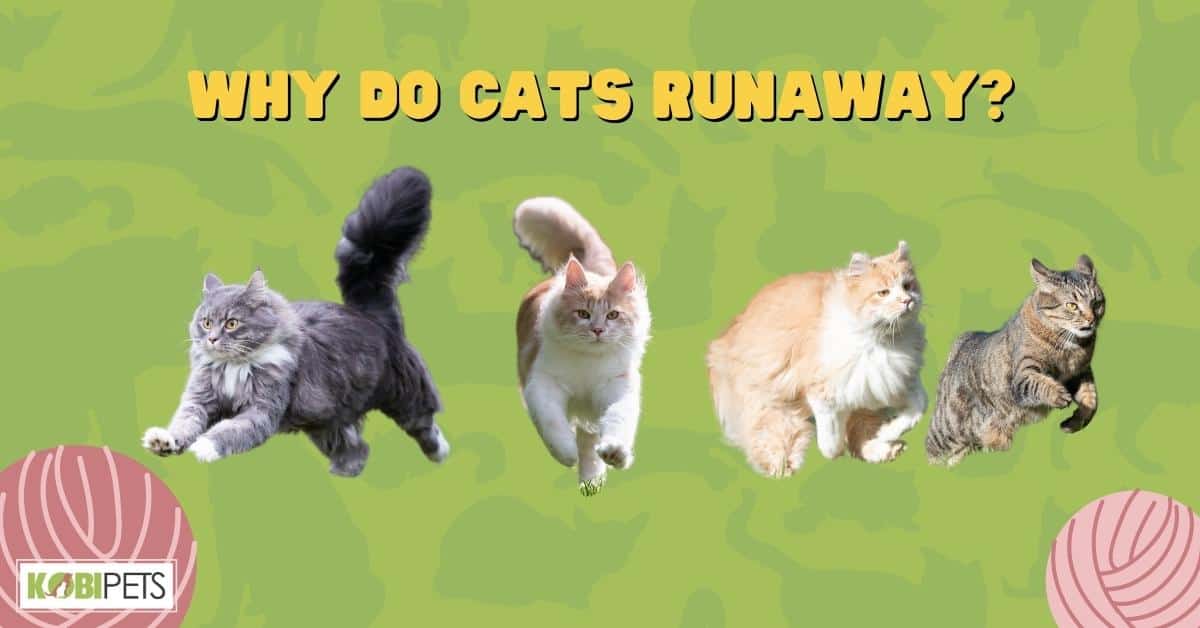 Why Do Cats Runaway?