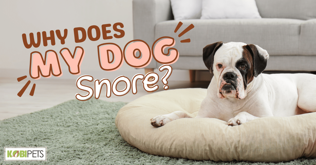 Why Does My Dog Snore?