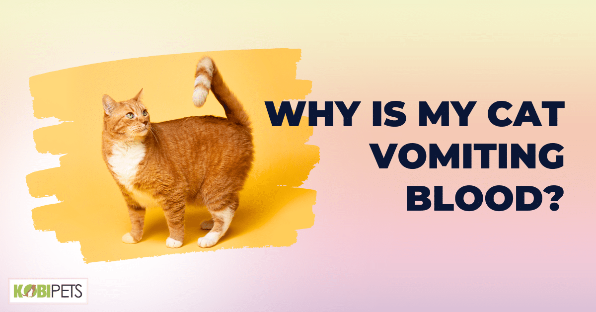 Why Is My Cat Vomiting Blood?