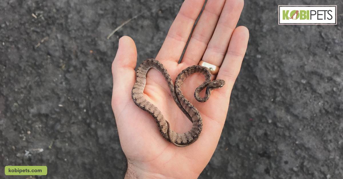 Why It’s Important To Know The Gender Of Your Snake?
