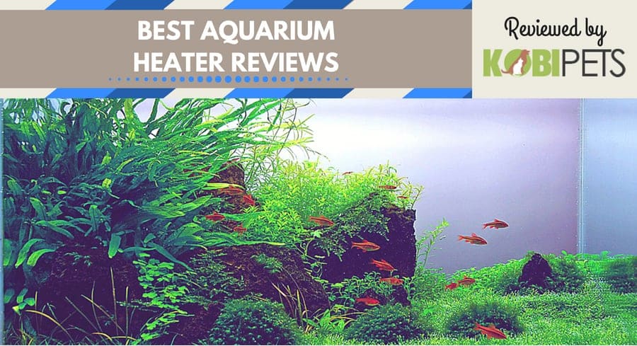 best aquarium heaters - featured img