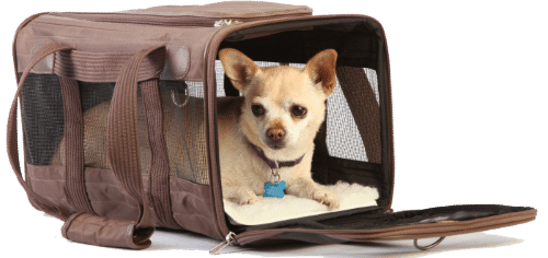 dog in sherpa pet carrier