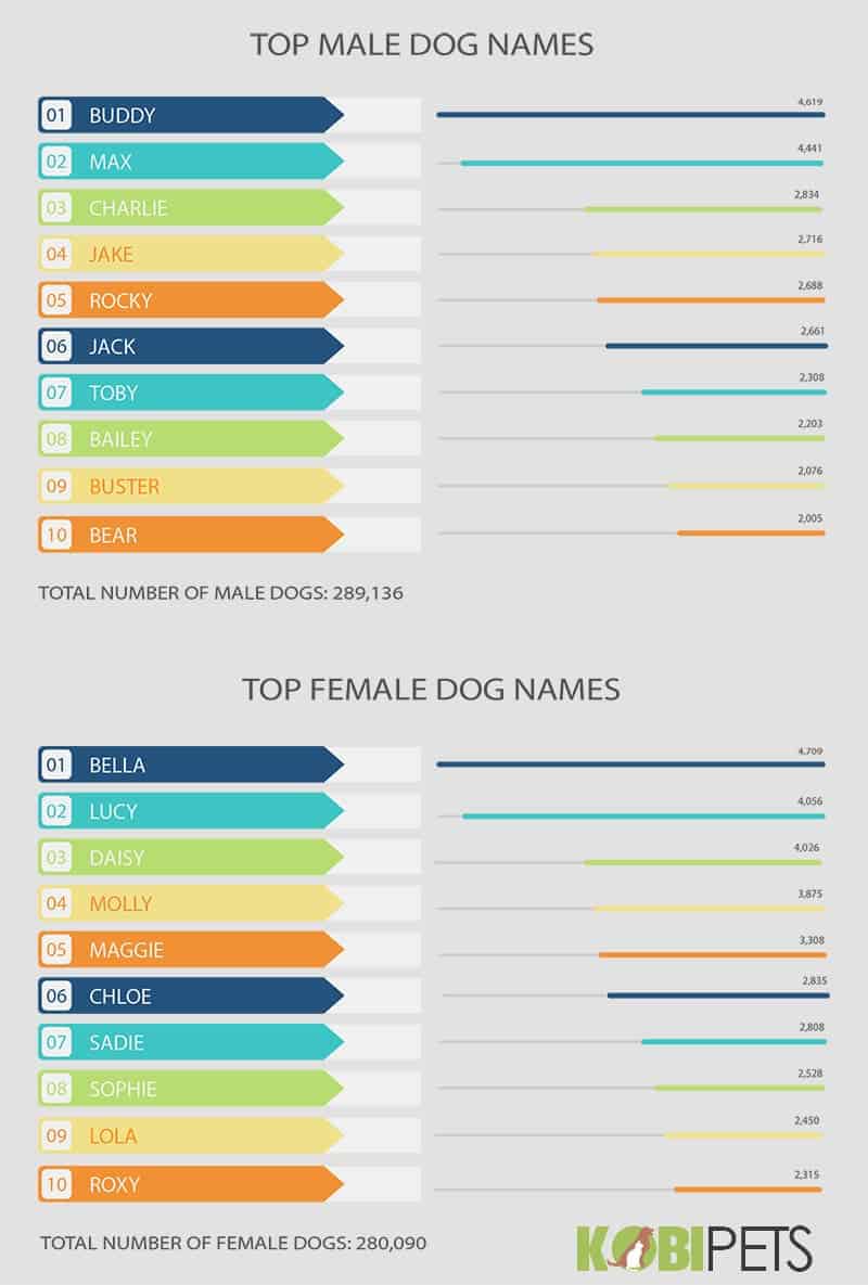 dog names infographic