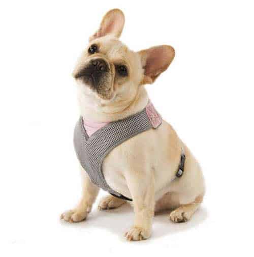 frenchy in overhead dog harness