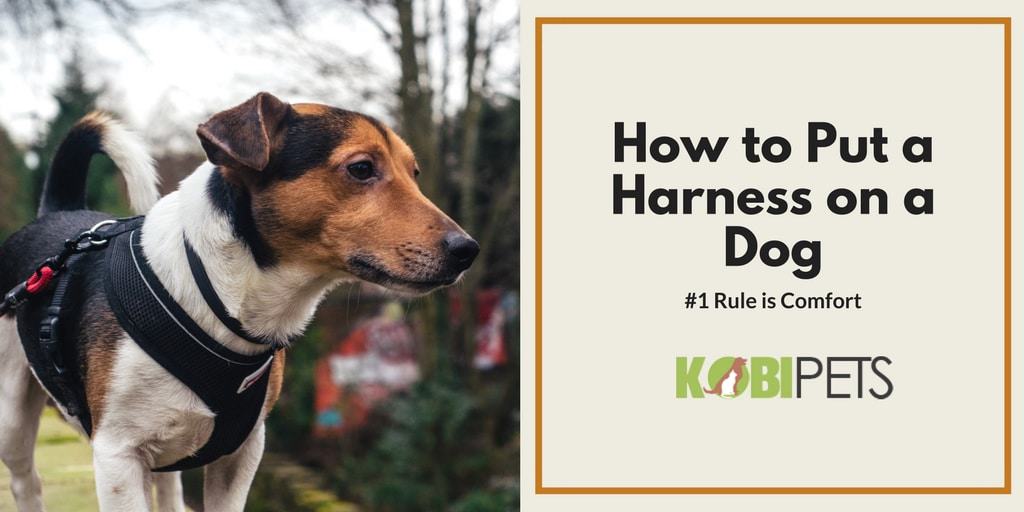 how to put a harness on a dog - featured image