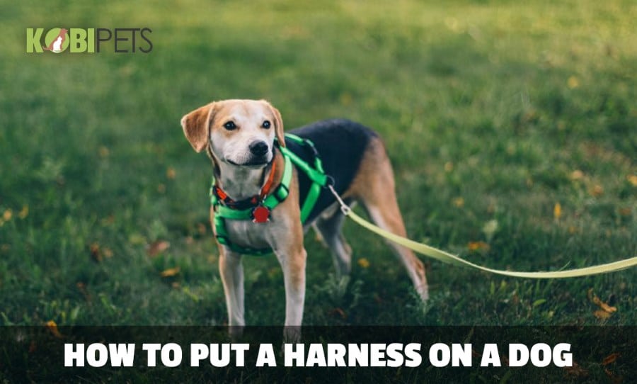 how to put a harness on a how to put a harness on a by kobi pets how to put a harness on a how to put a harness on a by kobi pets