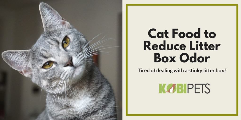 Cat Food to Reduce Litter Box Odors - Featured Image