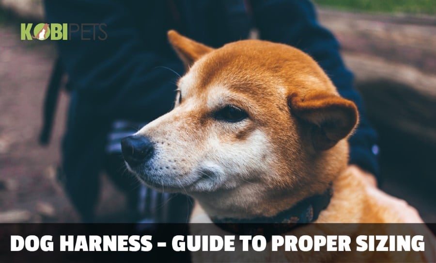 How to Choose the Right Size Harness for Your Dog?