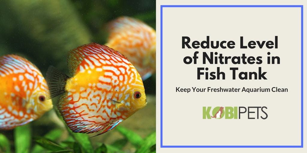 How to Reduce and Control Level of Nitrates in Fish Tank - Featured Image