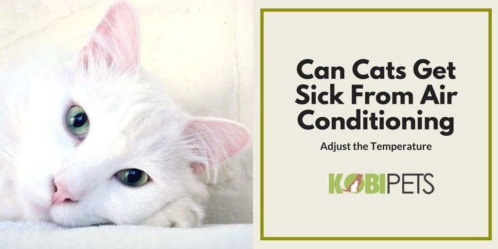 can cats get sick from ac - Featured Image