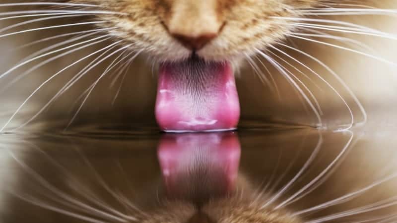 Flavor the food and water
