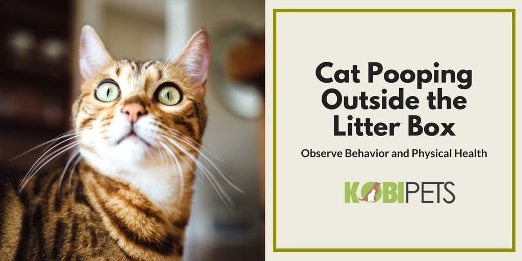 cat pooping outside litter box - Featured Image