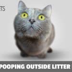 Best Pet Supplies, Health and Training Tips - Kobi Pets