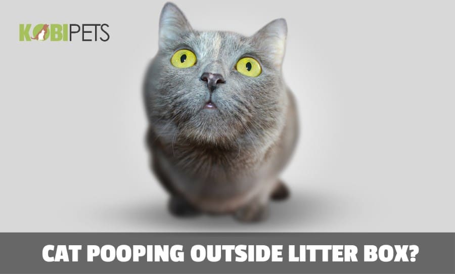 Why is My Cat Suddenly Pooping Outside the Litter Box?