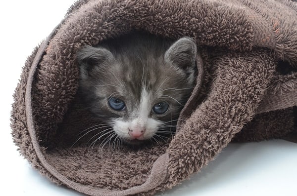 cute kitten in a towel