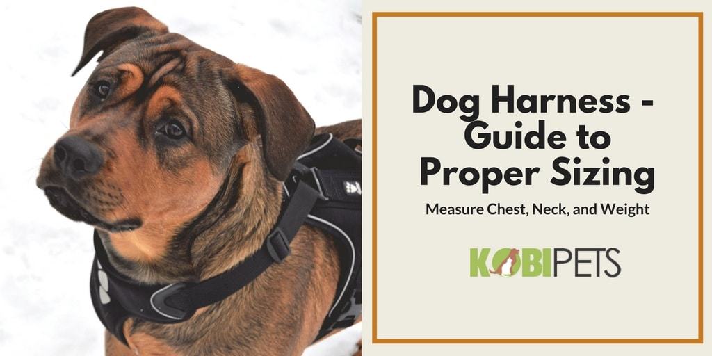 dog harness sizing guide - featured image