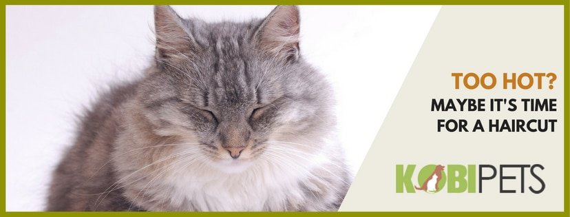 give your cat a new haircut