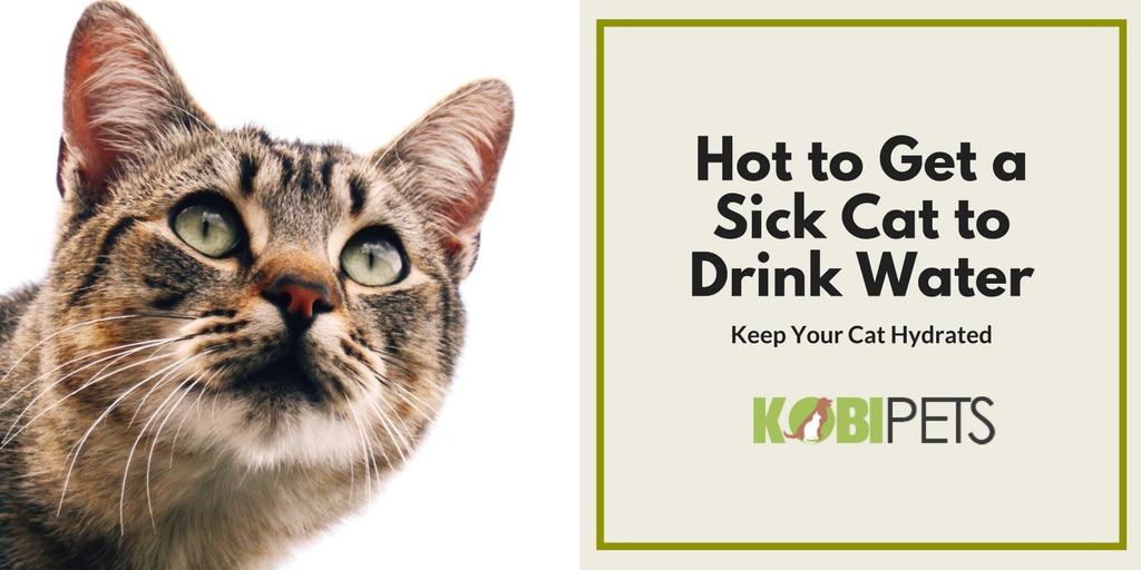 how to get a sick cat to drink water - featured image