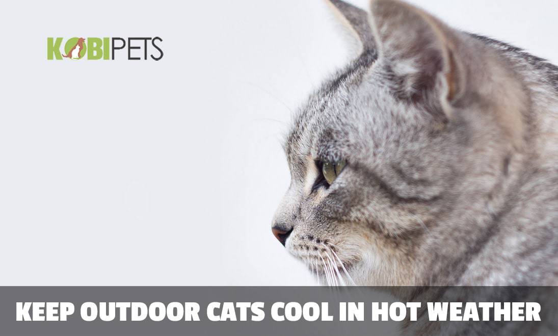 10 Tips on How to Keep Outdoor Cats Cool in Hot Weather