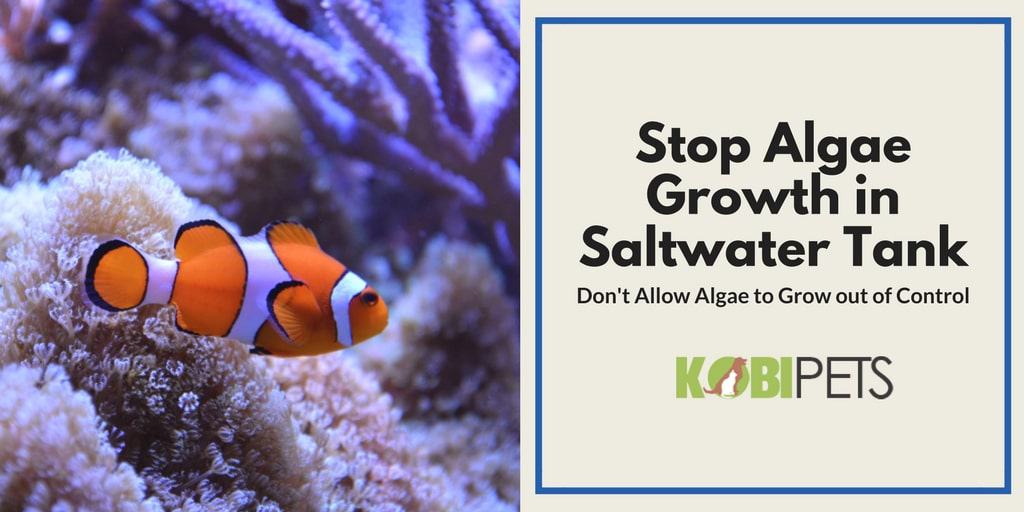 how to stop algae growth in saltwater aquarium - Featured Image