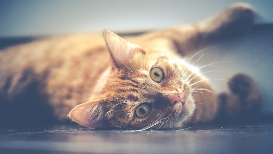 image of a cat lying on the floor