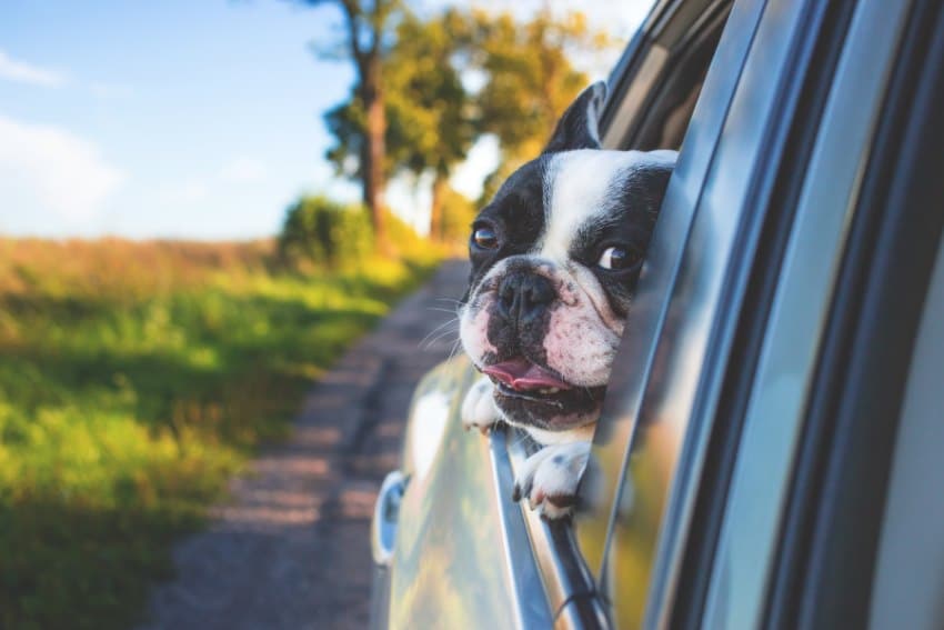 image of happy dog traveling in car
