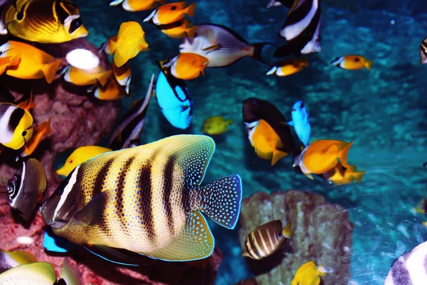 image of tropical fish