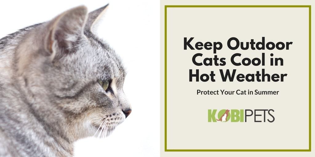 keep outdoor cats cool in hot weather - featured image