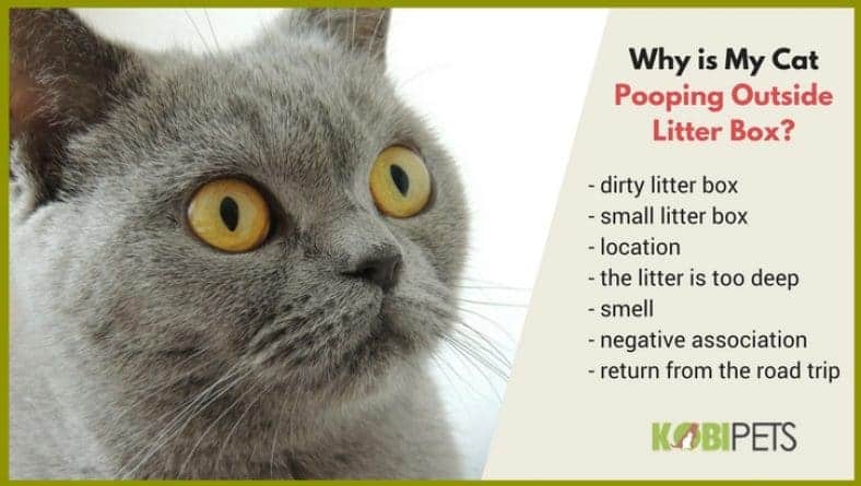 Why is My Cat Suddenly Pooping Outside the Litter Box? Kobi Pets