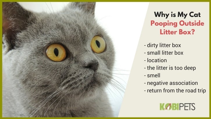 my cat is pooping outside litter box - why