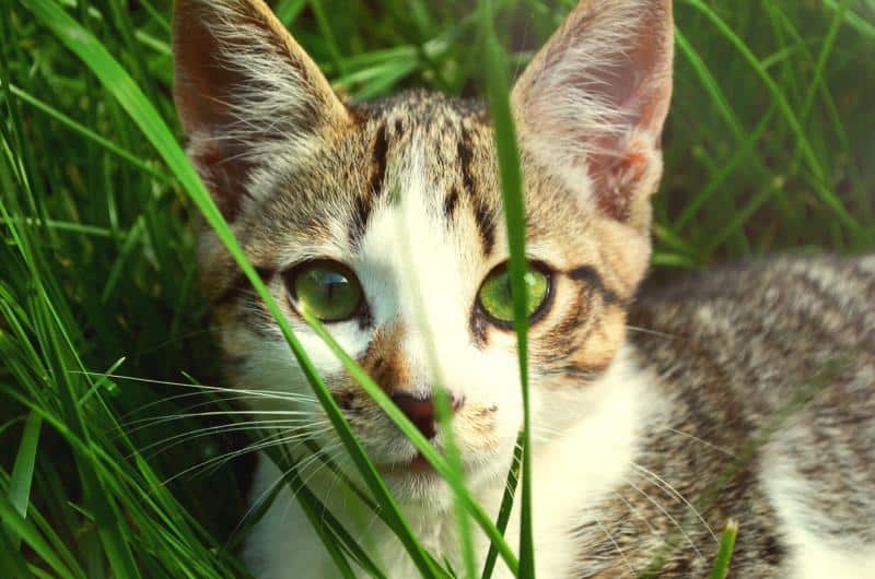 outdoor cat with beautiful green eyes