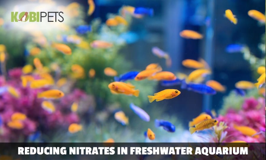 5 Tips on How to Reduce and Control Level of Nitrates in Fish Tank
