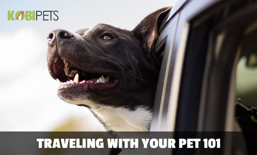 Everything You Need to Know Before Traveling with Your Pet
