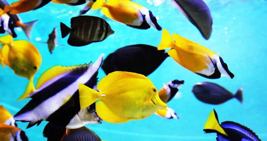 yellow tang and sailfin tang fish