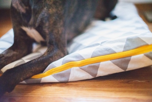 simple dog bed