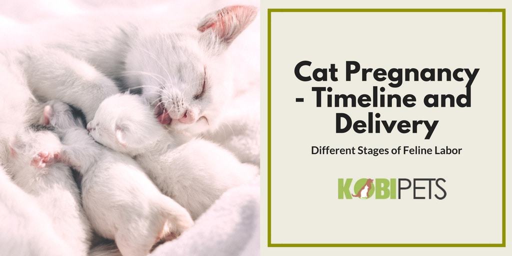 Cat Pregnancy Timeline - Featured Image