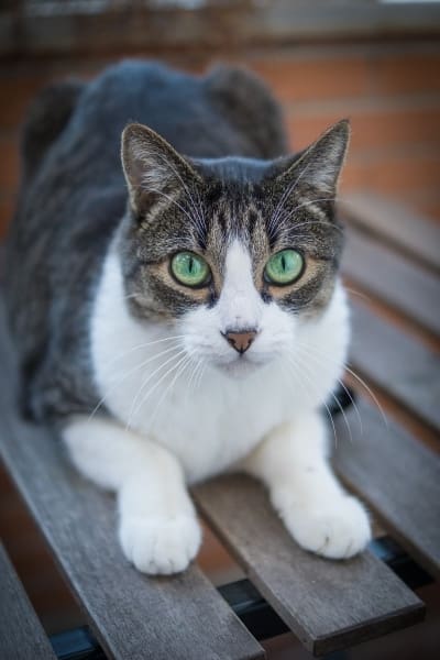 cat-laying-on-the-bench