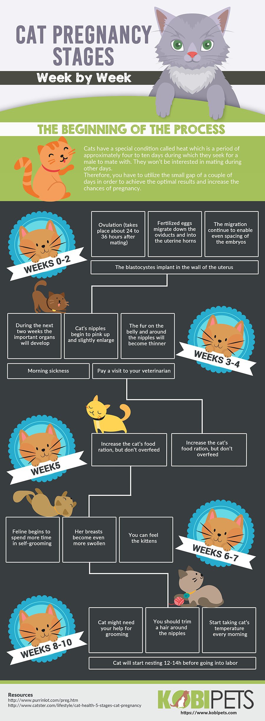 Cat Pregnancy Stages Chart